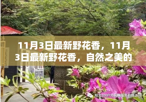 自然之美独特韵味与体验，最新野花香探索之旅（11月3日）