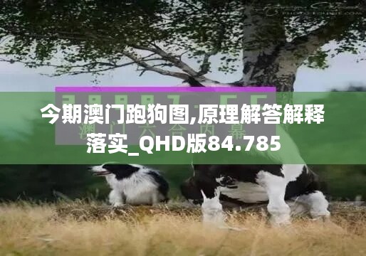 今期澳门跑狗图,原理解答解释落实_QHD版84.785