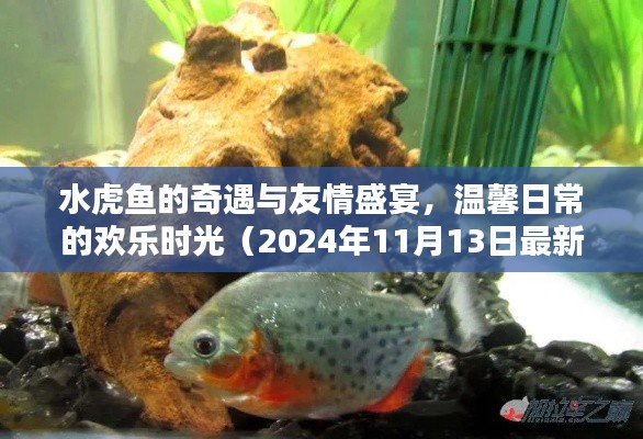 水虎鱼的奇遇与友情盛宴，温馨日常的欢乐时光（2024年11月13日最新）