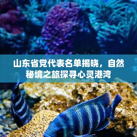 山东省党代表名单揭晓，自然秘境之旅探寻心灵港湾
