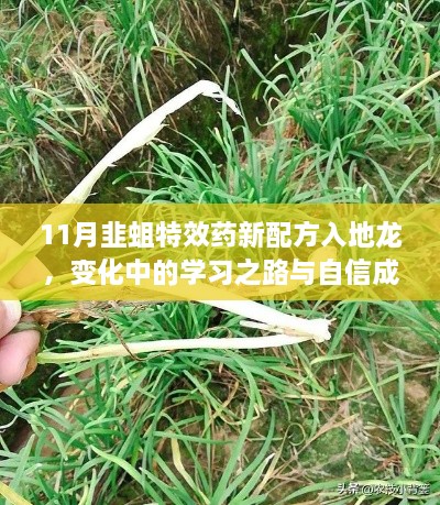 11月韭蛆特效药新配方入地龙，变化中的学习之路与自信成就之源
