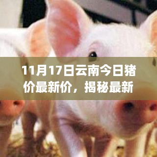 揭秘最新行情，云南今日猪价走势分析（最新更新，11月版）