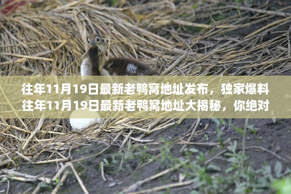独家爆料，往年11月19日最新老鸭窝地址大揭秘——时尚潮流圣地！