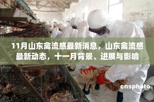 山东禽流感最新动态，进展、背景与影响分析（十一月版）