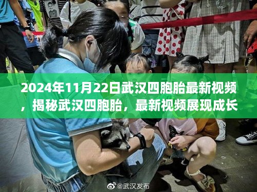 揭秘武汉四胞胎成长足迹的最新视频（2024年11月22日）