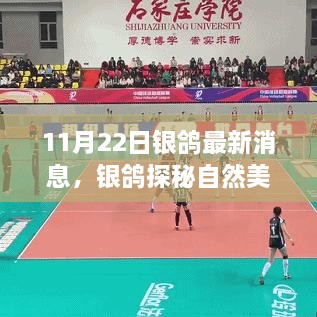 银鸽启程，探寻自然美景，心灵宁静之旅最新消息（11月22日）