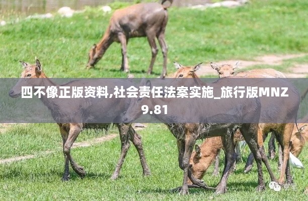 四不像正版资料,社会责任法案实施_旅行版MNZ9.81