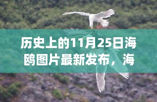 历史上的今天，海鸥展翅翱翔，探寻内心的宁静之旅——最新海鸥图片发布