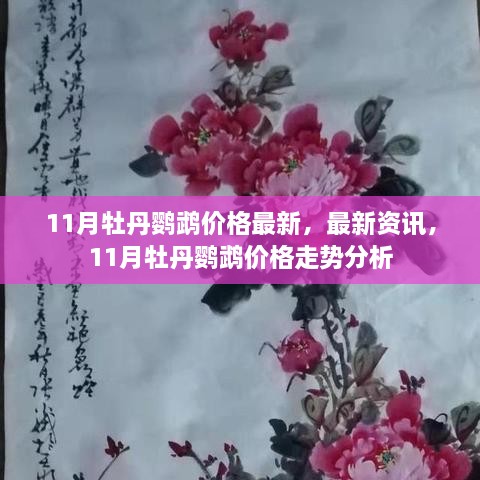 11月牡丹鹦鹉价格走势分析及最新资讯