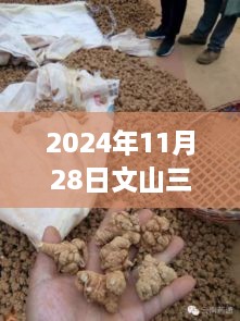 文山三七热门价格走势分析，从2016到未来展望