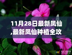 11月28日最新版凤仙种植指南，全攻略助你成为种植达人