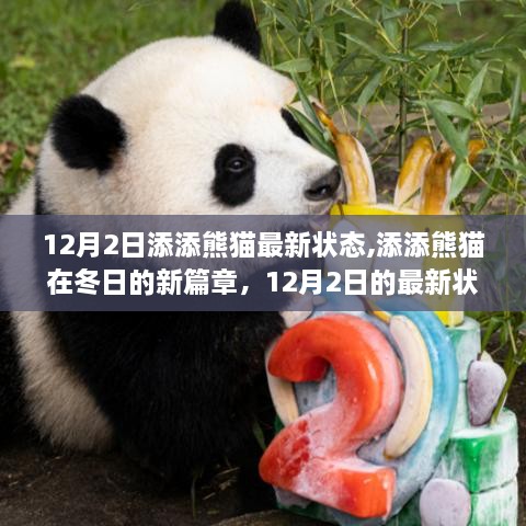 添添熊猫冬日新篇章，12月2日最新状态揭秘