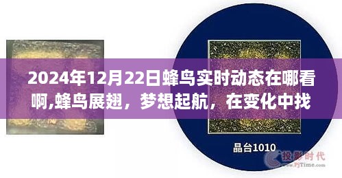 蜂鸟展翅，实时动态之旅，探寻自信与成就感的起点（2024年12月22日）