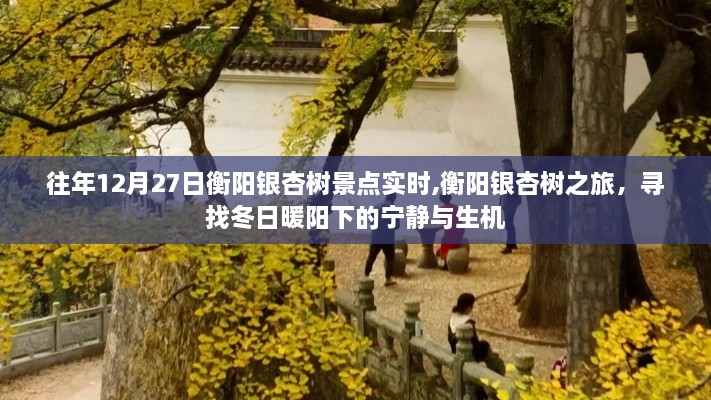 衡阳银杏树之旅，冬日暖阳下的生机与宁静探寻