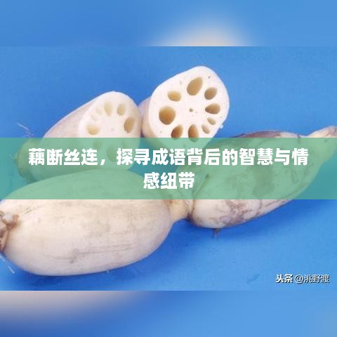 藕断丝连，探寻成语背后的智慧与情感纽带