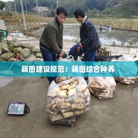 藕田建设规范：藕田综合种养 