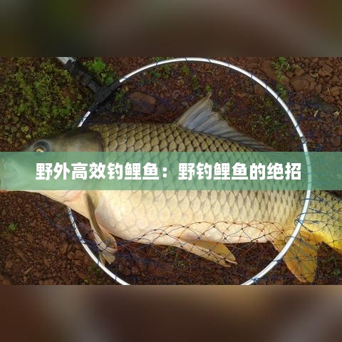 野外高效钓鲤鱼：野钓鲤鱼的绝招 