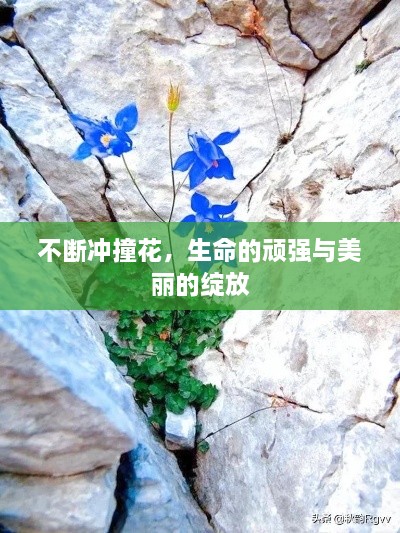不断冲撞花，生命的顽强与美丽的绽放