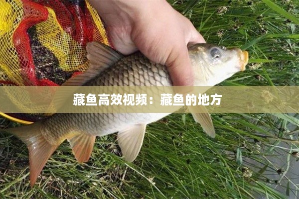 藏鱼高效视频：藏鱼的地方 
