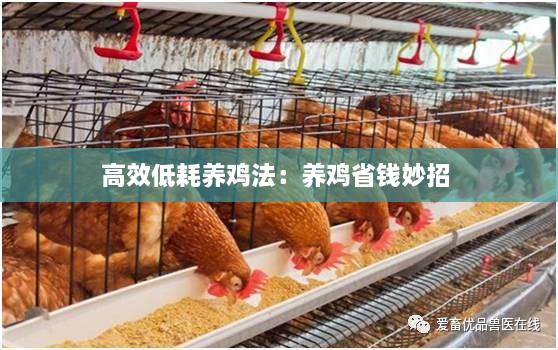 高效低耗养鸡法：养鸡省钱妙招 