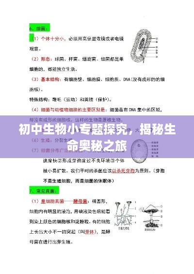 初中生物小专题探究，揭秘生命奥秘之旅