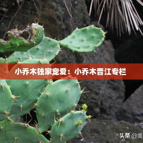 小乔木独家宠爱：小乔木晋江专栏 