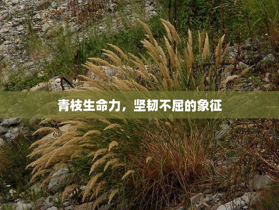 青枝生命力，坚韧不屈的象征