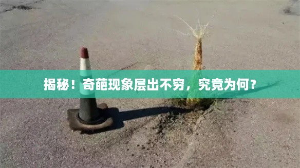 揭秘！奇葩现象层出不穷，究竟为何？