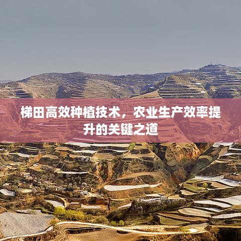 梯田高效种植技术，农业生产效率提升的关键之道
