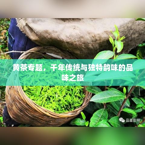 黄茶专题，千年传统与独特韵味的品味之旅