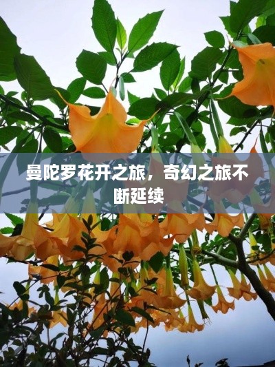 曼陀罗花开之旅，奇幻之旅不断延续
