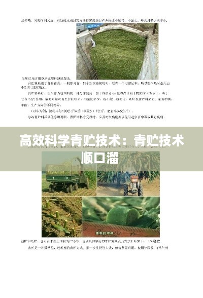 高效科学青贮技术：青贮技术顺口溜 