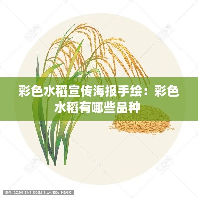 彩色水稻宣传海报手绘：彩色水稻有哪些品种 