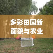 多彩田园新面貌与农业新活力，揭秘乡村振兴新闻头条