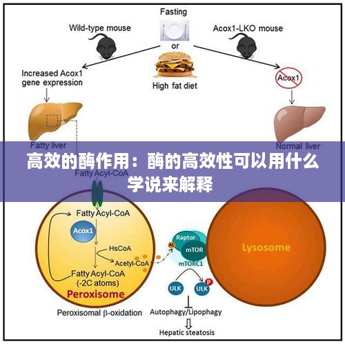 高效的酶作用：酶的高效性可以用什么学说来解释 