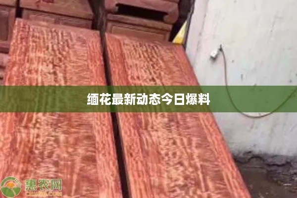 缅花最新动态今日爆料