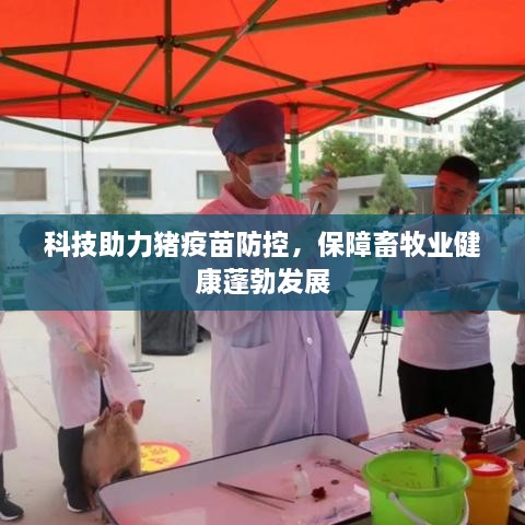 科技助力猪疫苗防控，保障畜牧业健康蓬勃发展