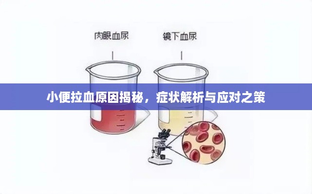 小便拉血原因揭秘，症状解析与应对之策