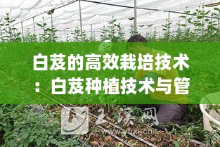 白芨的高效栽培技术：白芨种植技术与管理 