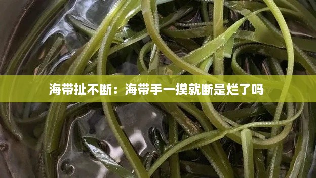 海带扯不断：海带手一摸就断是烂了吗 