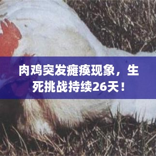 漫天飞舞 第2页