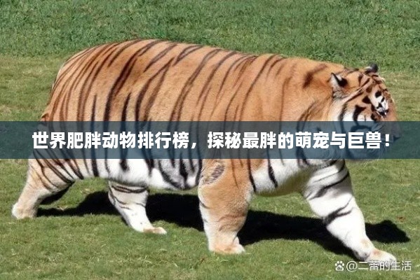 世界肥胖动物排行榜，探秘最胖的萌宠与巨兽！