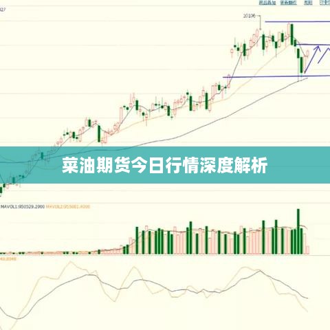 菜油期货今日行情深度解析
