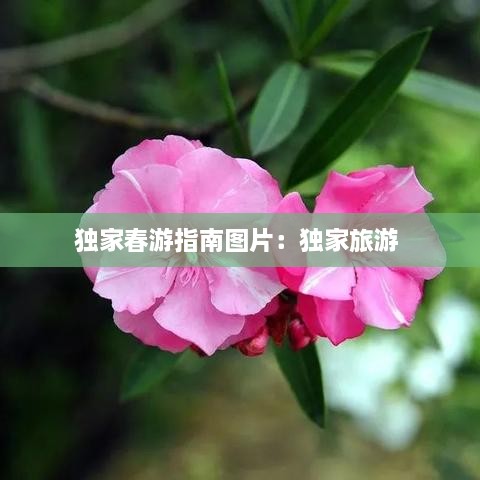 独家春游指南图片：独家旅游 
