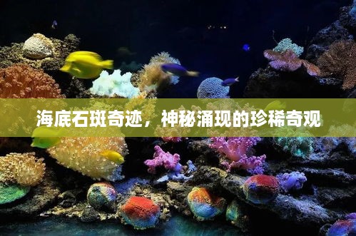 海底石斑奇迹，神秘涌现的珍稀奇观