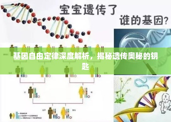 基因自由定律深度解析，揭秘遗传奥秘的钥匙