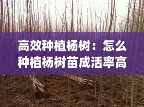 高效种植杨树：怎么种植杨树苗成活率高 