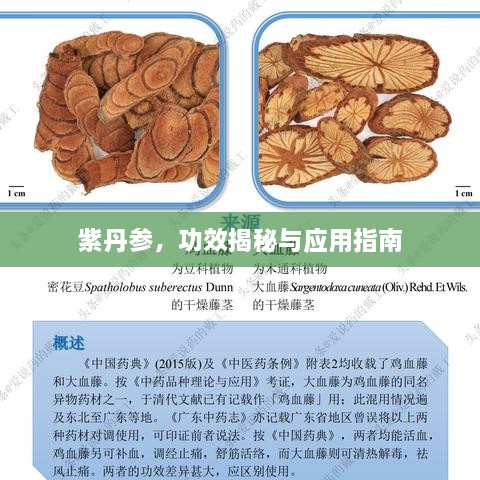 紫丹参，功效揭秘与应用指南