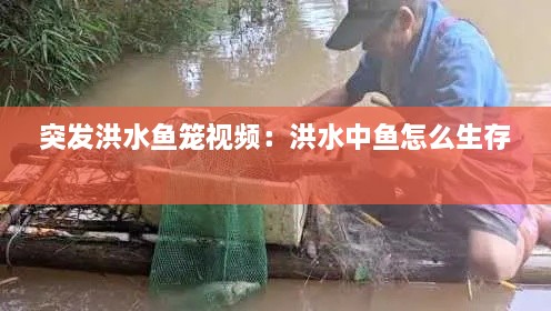 突发洪水鱼笼视频：洪水中鱼怎么生存 