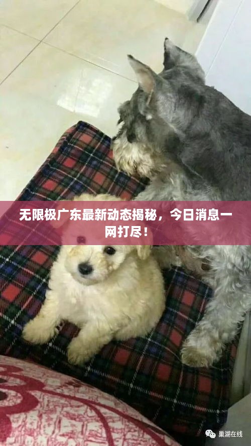 无限极广东最新动态揭秘，今日消息一网打尽！